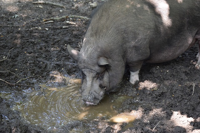 提到盧卡 提到盧卡